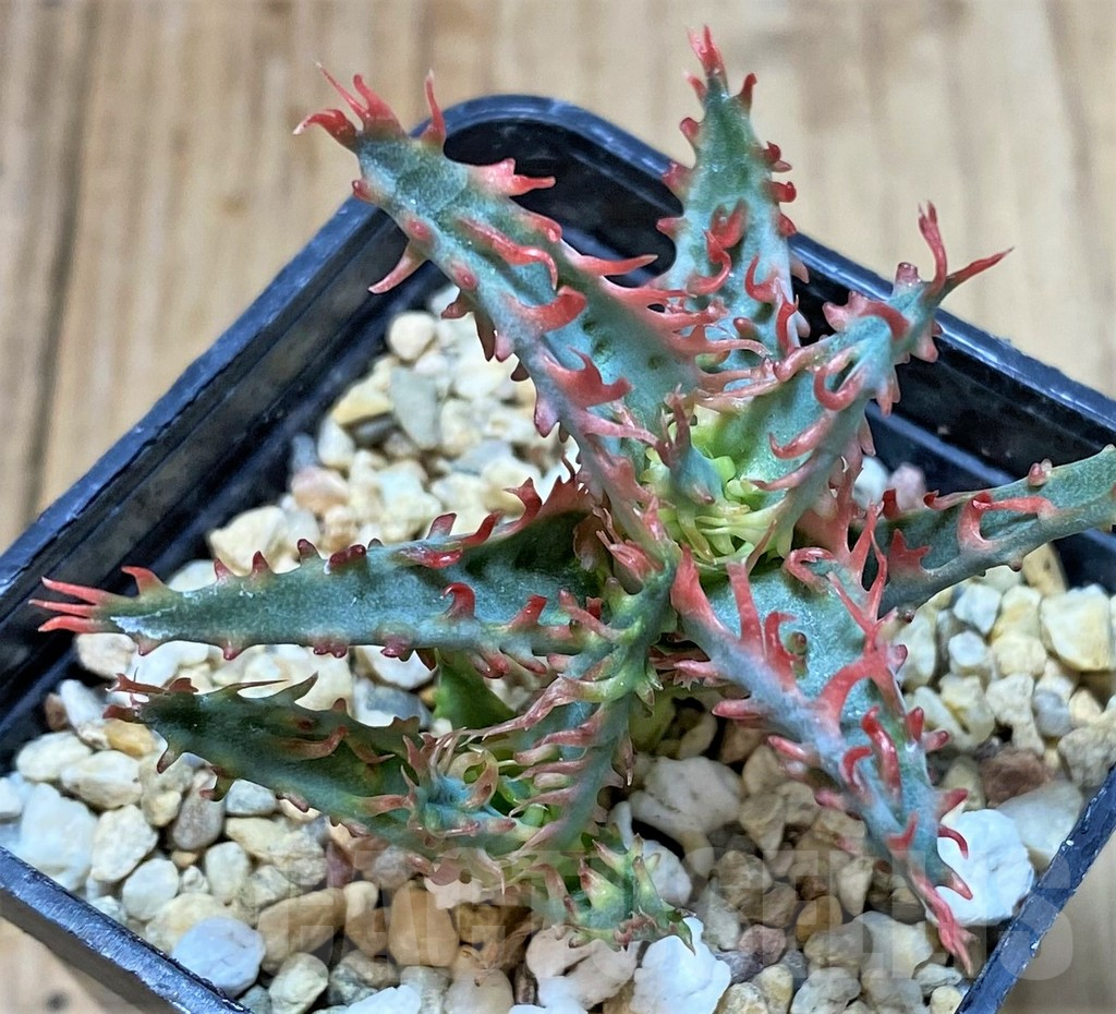 SHPR39749 Aloe TCT hybrid - Image 2