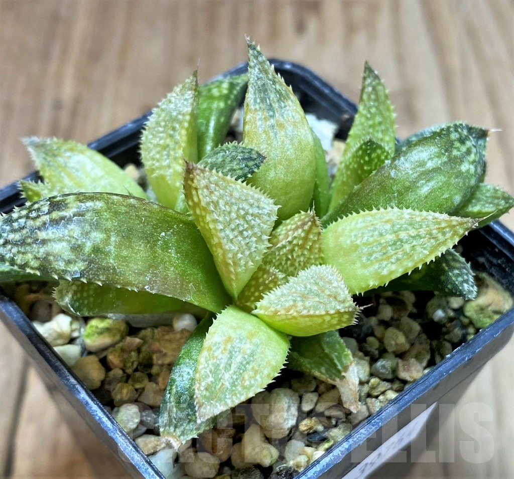SHPR39764 Haworthia 'Hakuma'