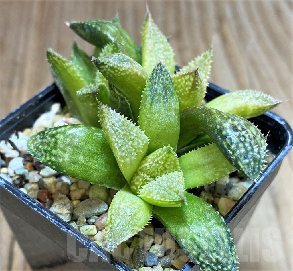 SHPR39764 Haworthia 'Hakuma' - 画像 (2)