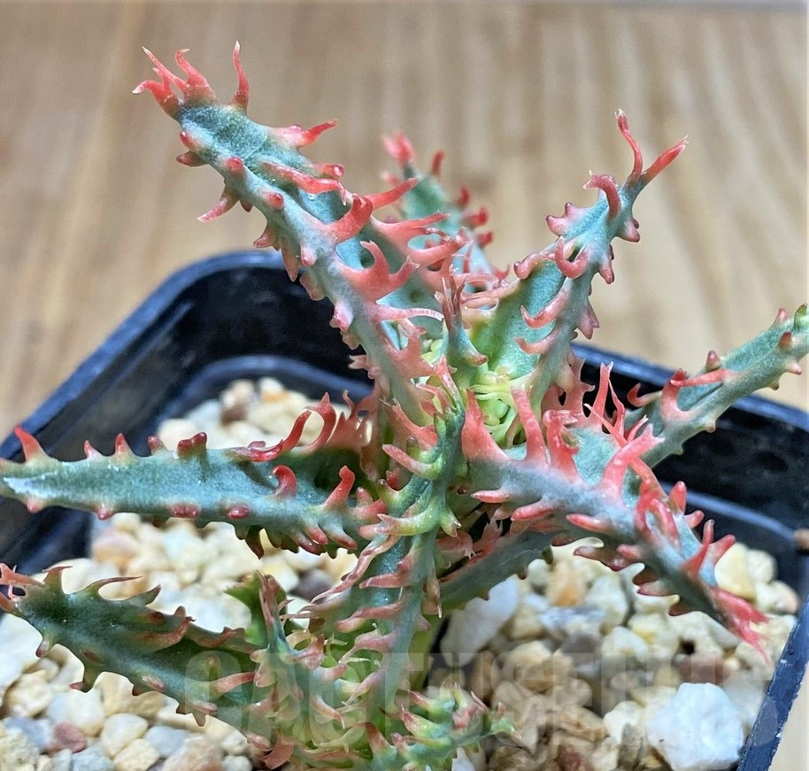 SHPR39749 Aloe TCT hybrid