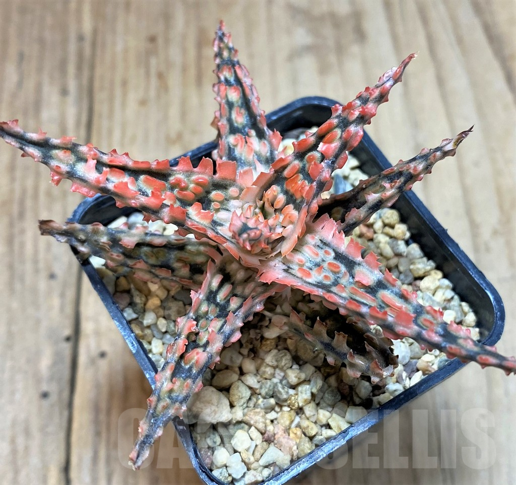 SHPR39750 Aloe TCT hybrid - Image 2