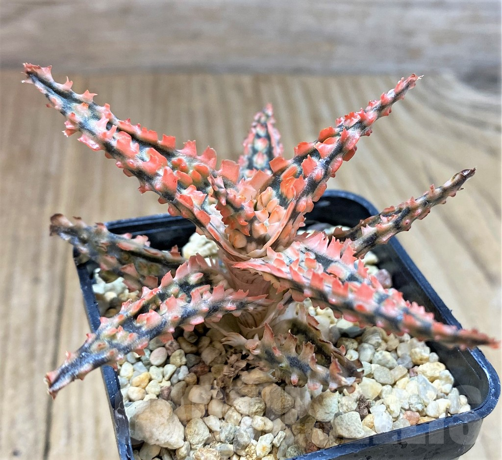 SHPR39750 Aloe TCT hybrid