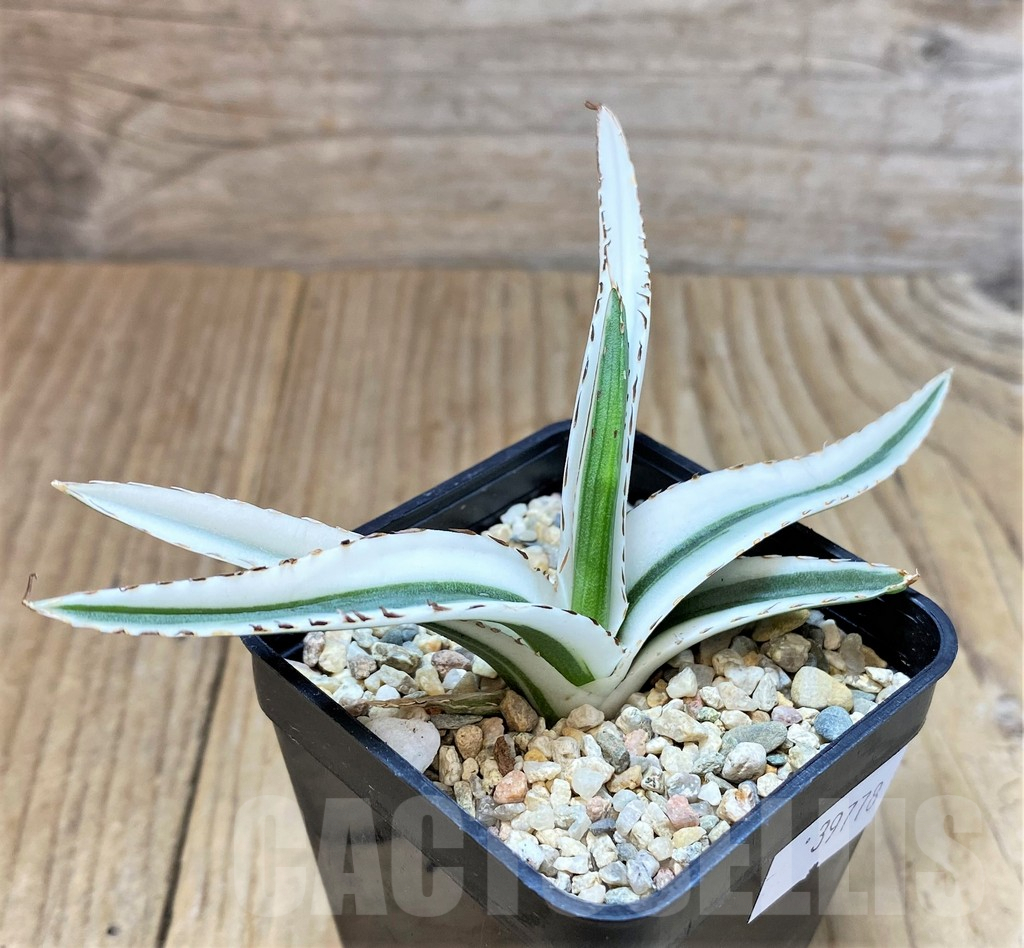 SHPR39778 Agave victoriae-reginae ‘White Rhino’ - Image 2