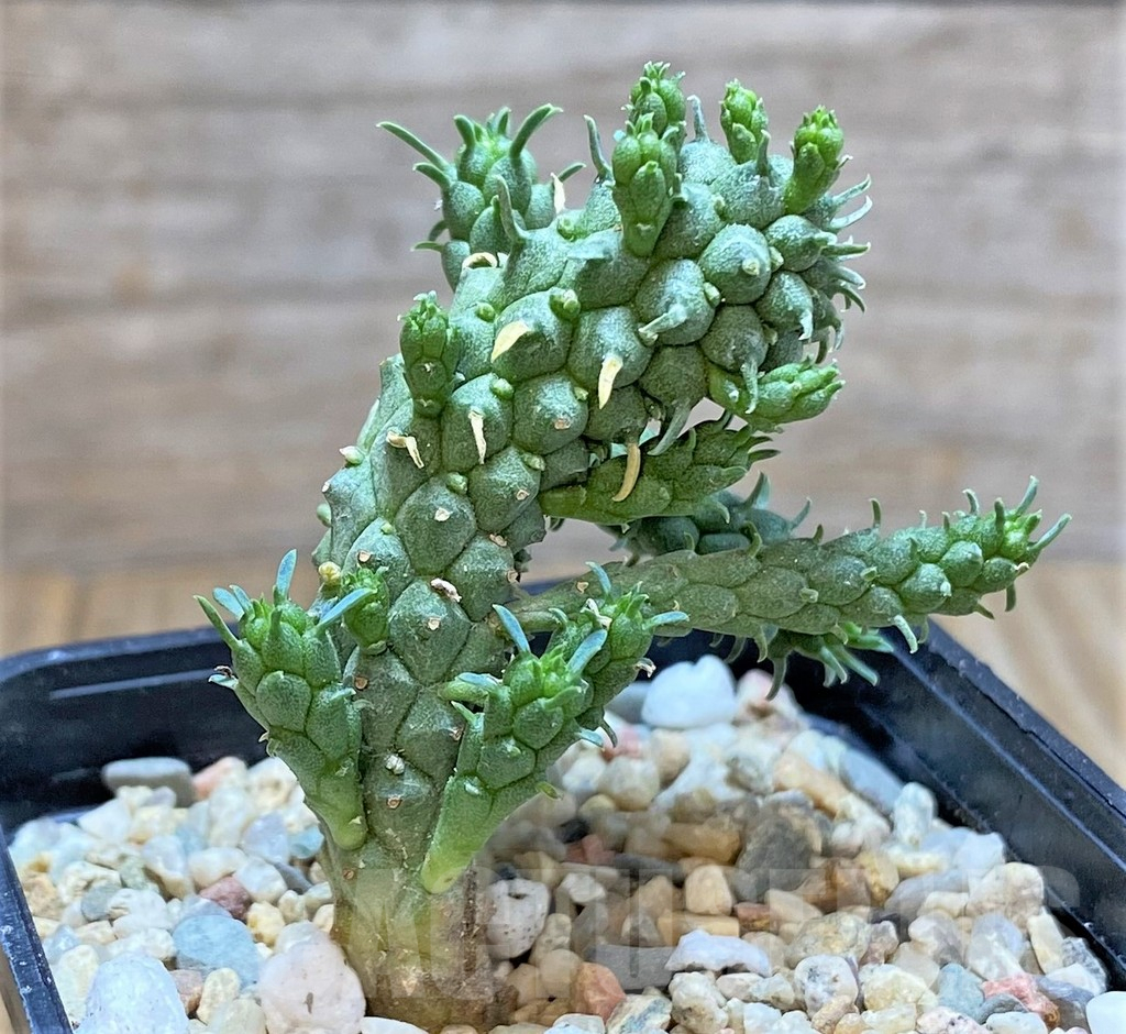 SHPR39780 Euphorbia inermis - Image 2