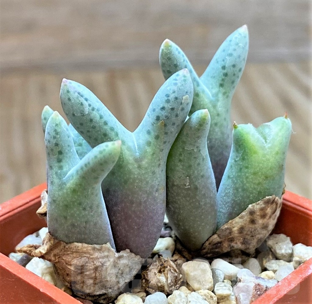 SHPR39857 Conophytum blandum