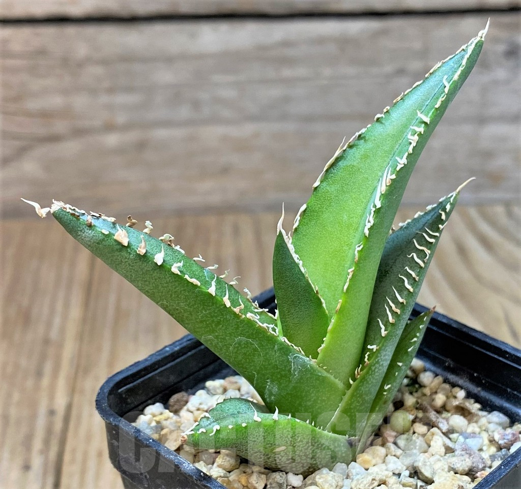 SHPR39900 Agave oteroi GC6 -S of Tehhuacan, Pue- - 画像 (2)