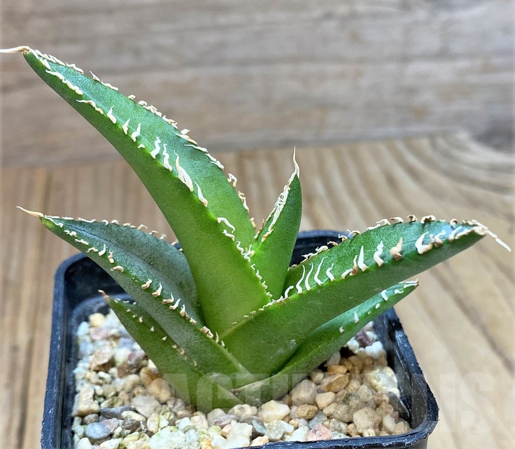 SHPR39900 Agave oteroi GC6 -S of Tehhuacan, Pue-