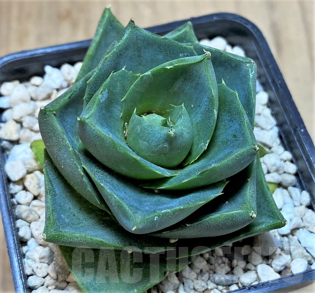 SHPR39901 Agave pixie - 画像 (2)