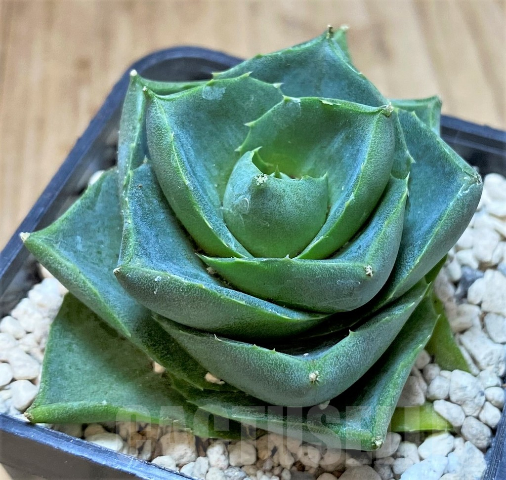 SHPR39901 Agave pixie