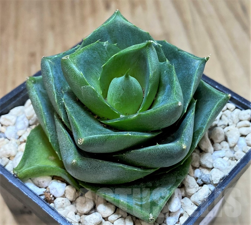 SHPR39903 Agave pixie