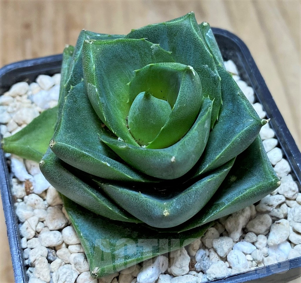 SHPR39903 Agave pixie - Image 2