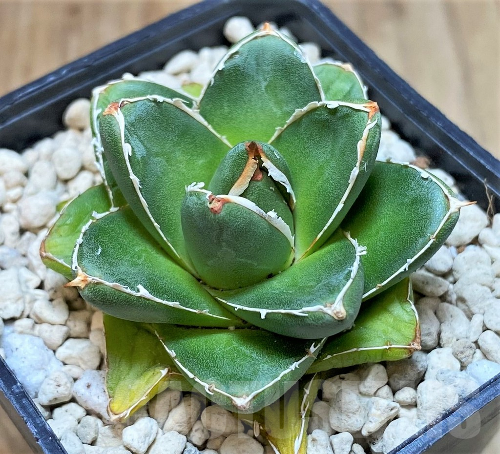 SHPR39906 Agave filifera x victoriae-reginae ‘Compacta’