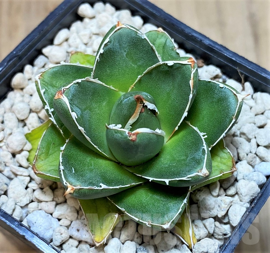 SHPR39906 Agave filifera x victoriae-reginae ‘Compacta’ - Image 2