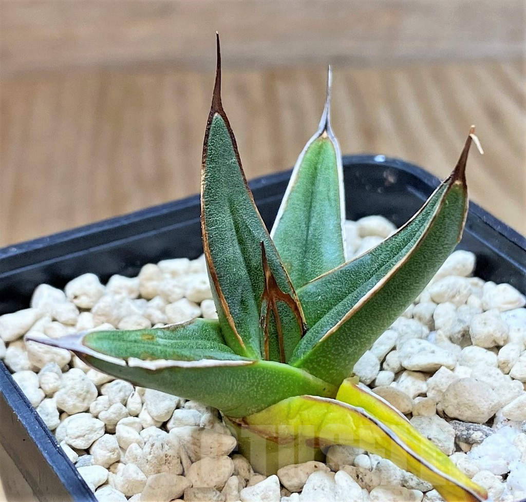 SHPR39907 Agave ferdinandi-regis - Image 2