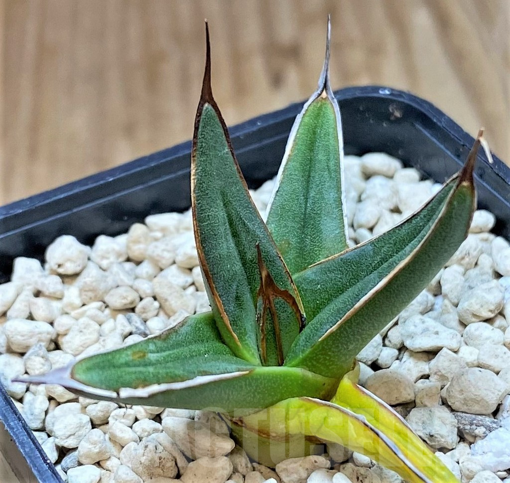 SHPR39907 Agave ferdinandi-regis