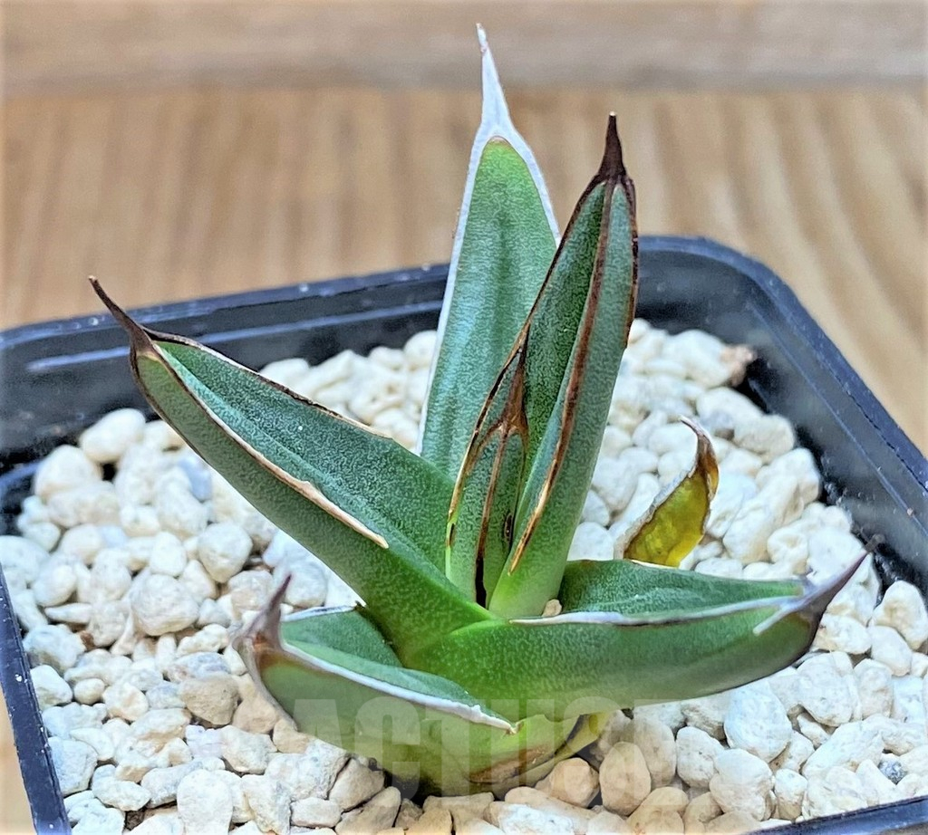 SHPR39908 Agave ferdinandi-regis