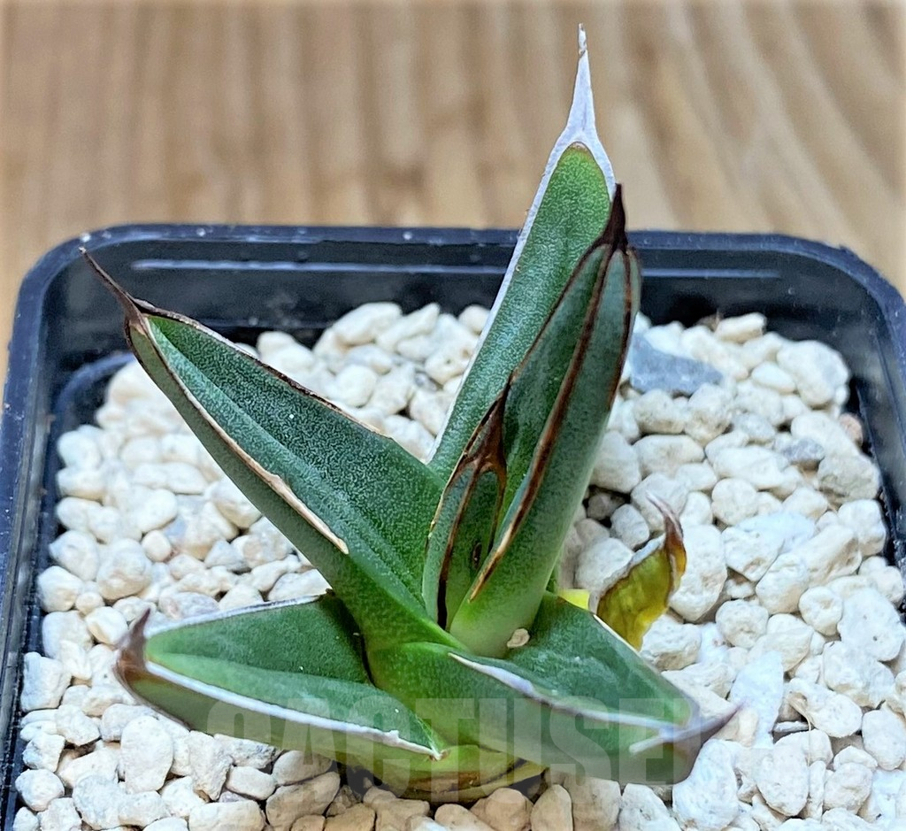 SHPR39908 Agave ferdinandi-regis - Image 2