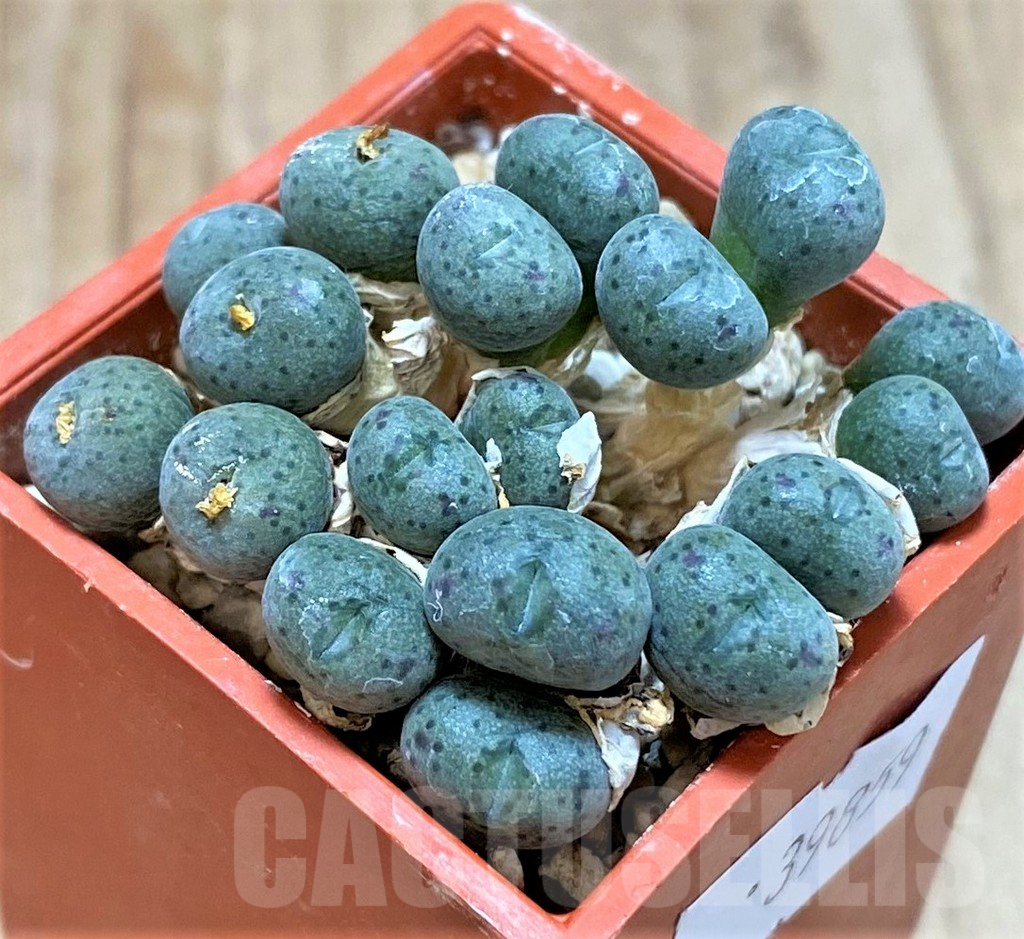 SHPR39859 Conophytum tantillum ssp. lindenianum COP142-7