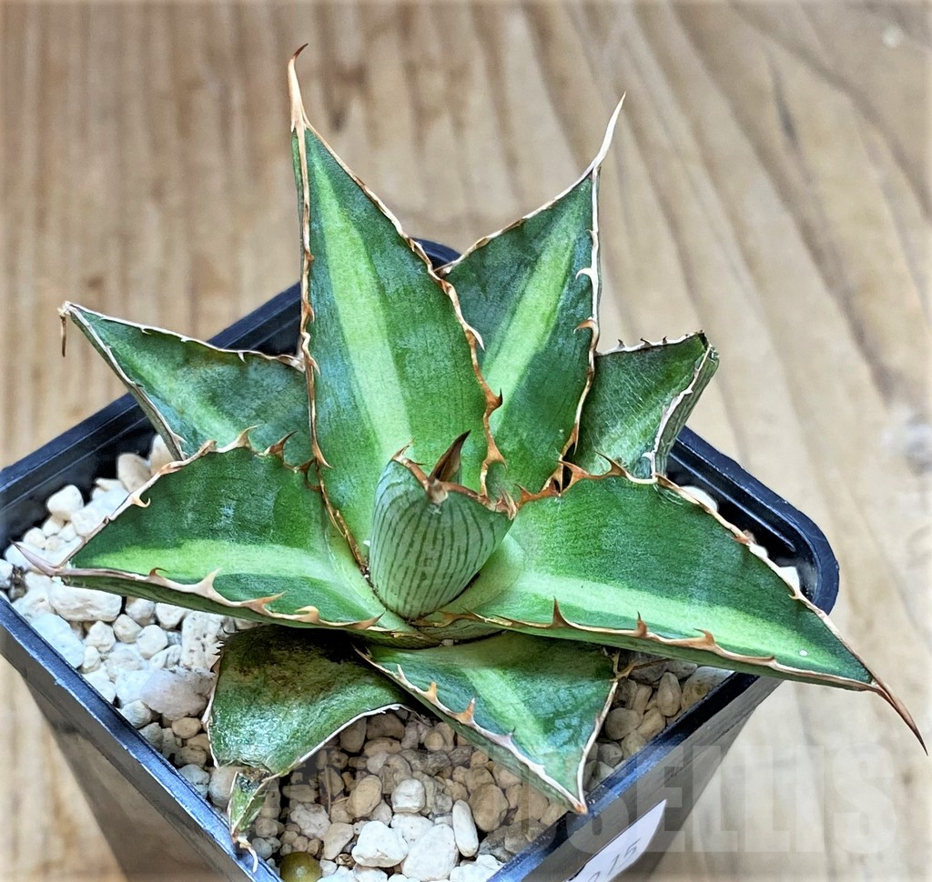 SHPR39915 Agave lophantha 'Double green' - Image 2