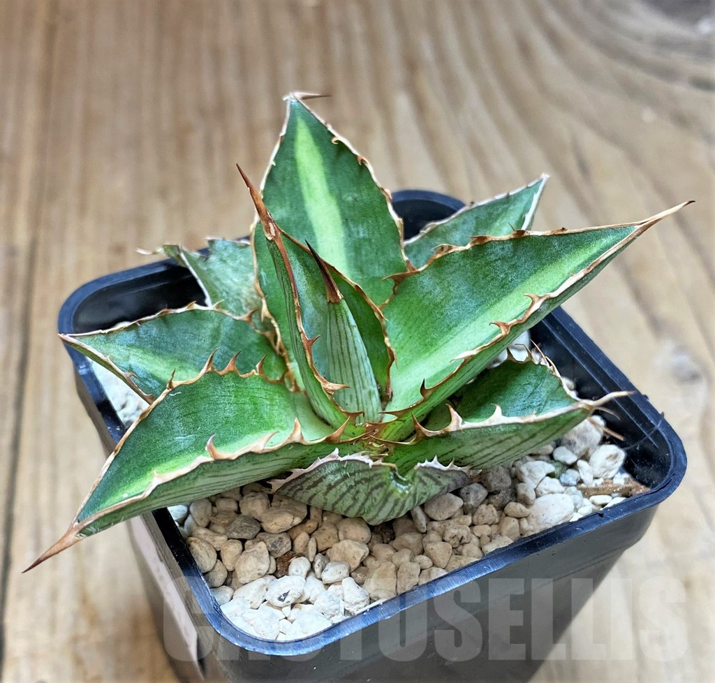 SHPR39915 Agave lophantha 'Double green'
