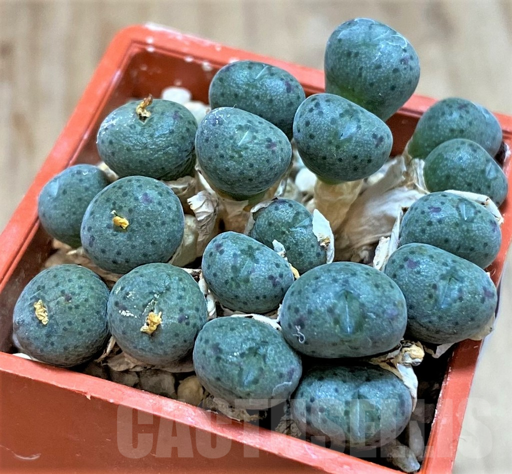 SHPR39859 Conophytum tantillum ssp. lindenianum COP142-7 - Obrázek 2