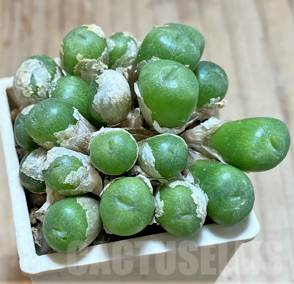 SHPR39860 Conophytum ectypum