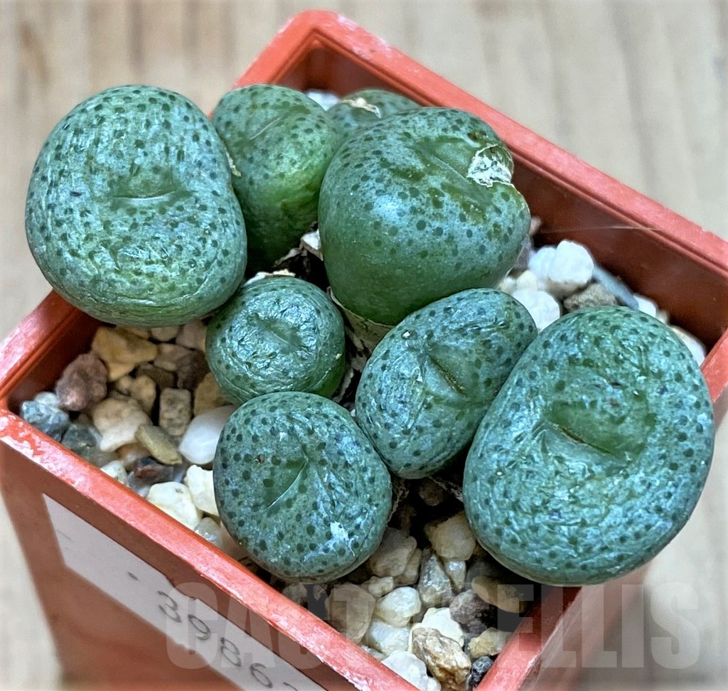 SHPR39862 Conophytum wettsteinii