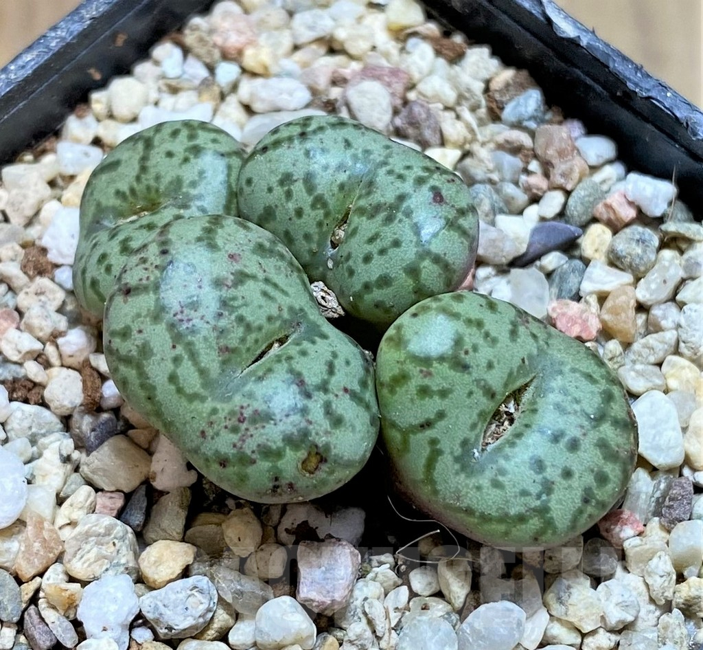 SHPR39865 Conophytum obcordellum, seedling