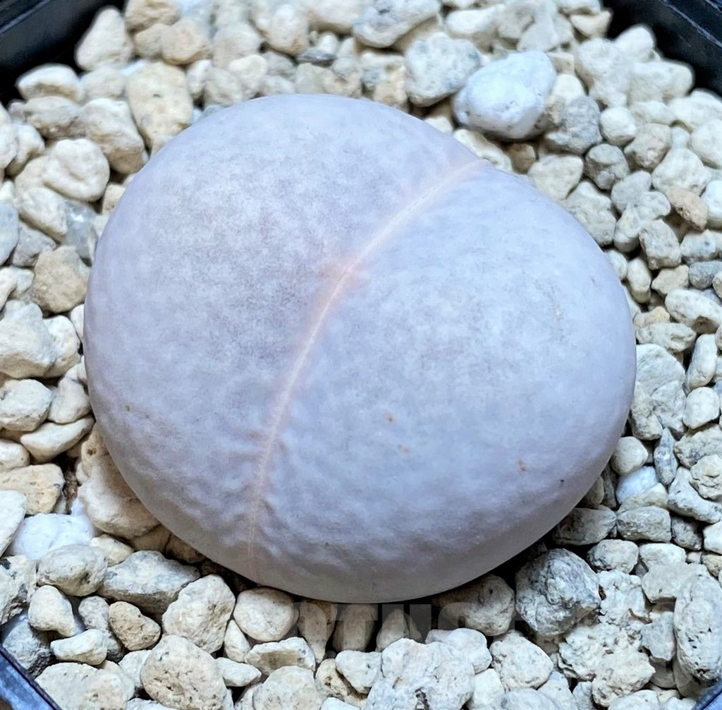 SHPR39869 Dinteranthus pole-evansii