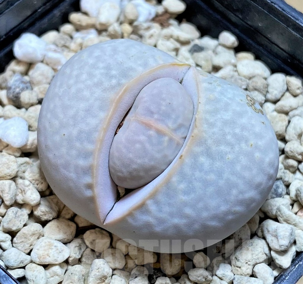 SHPR39870 Dinteranthus pole-evansii