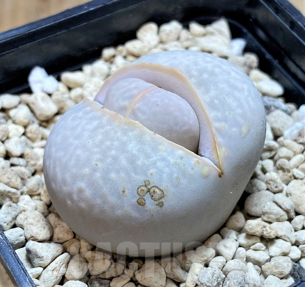 SHPR39870 Dinteranthus pole-evansii - Image 2