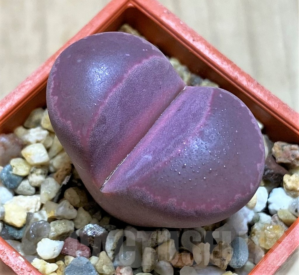 SHPR39871 Lithops optica 'Rubra'