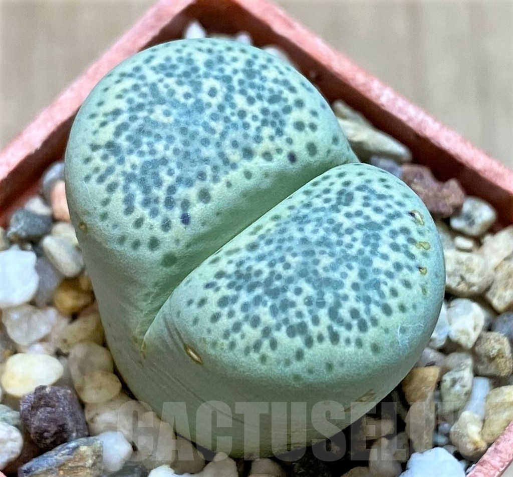 SHPR39872 Lithops terricolor 'Speckled Gold'