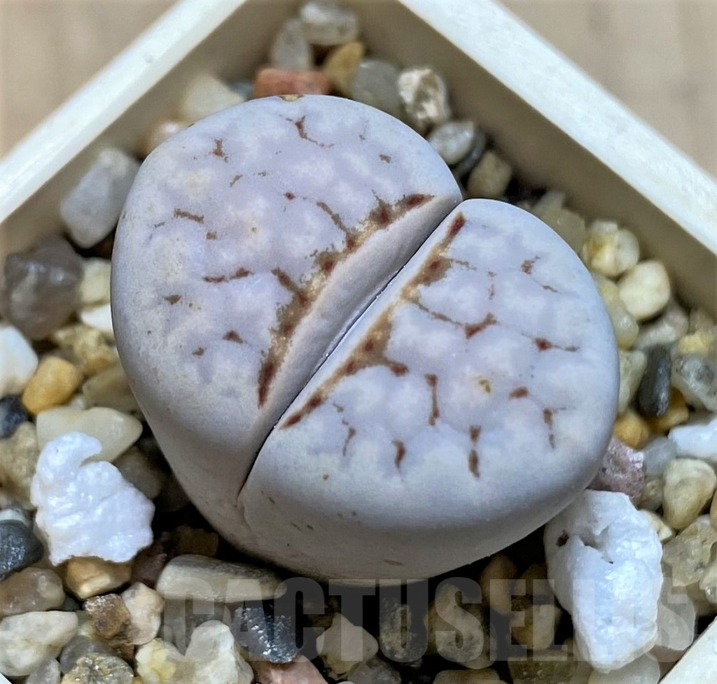 SHPR39876 Lithops julii 'Hot Lips'