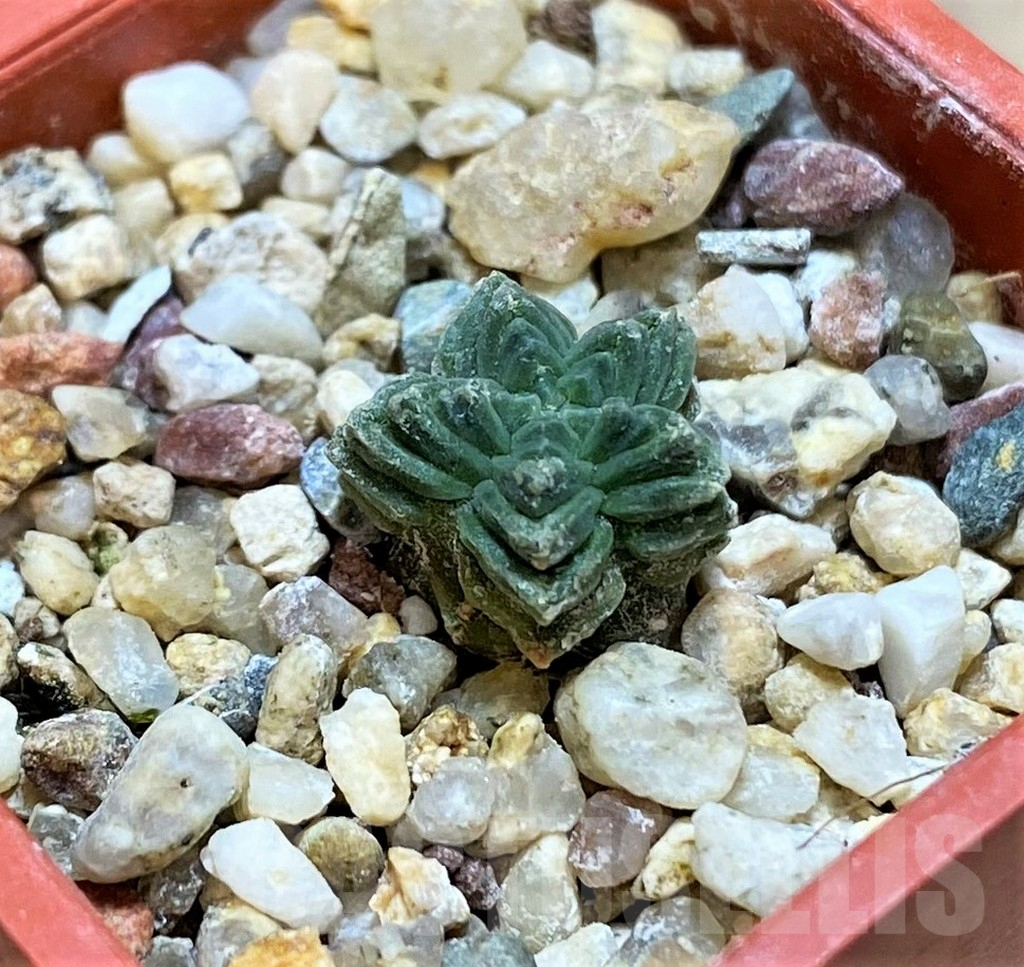 SHPR39878 Aztekium valdezii VM1040