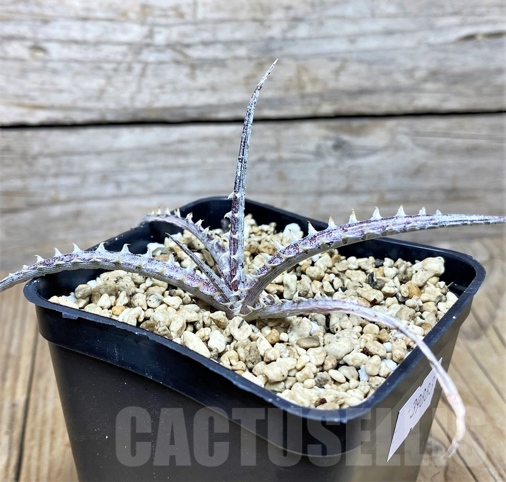 SHPR39883 Dyckia hybrid mix, seedling