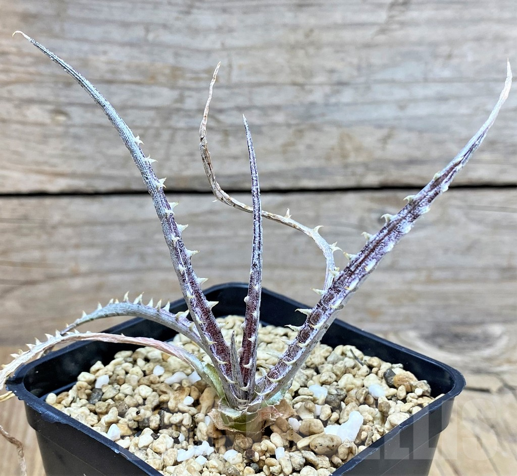 SHPR39886 Dyckia hybrid mix, seedling