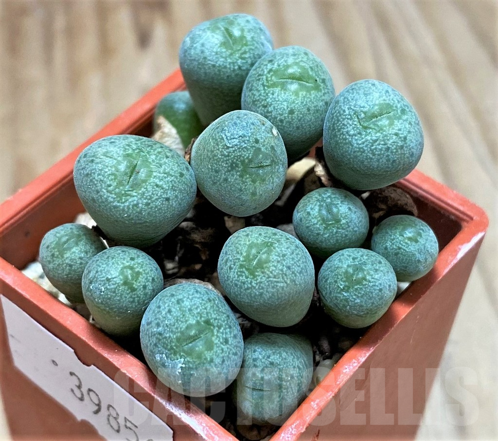 SHPR39856 Conophytum obcordellum ssp. rolfii RR1003