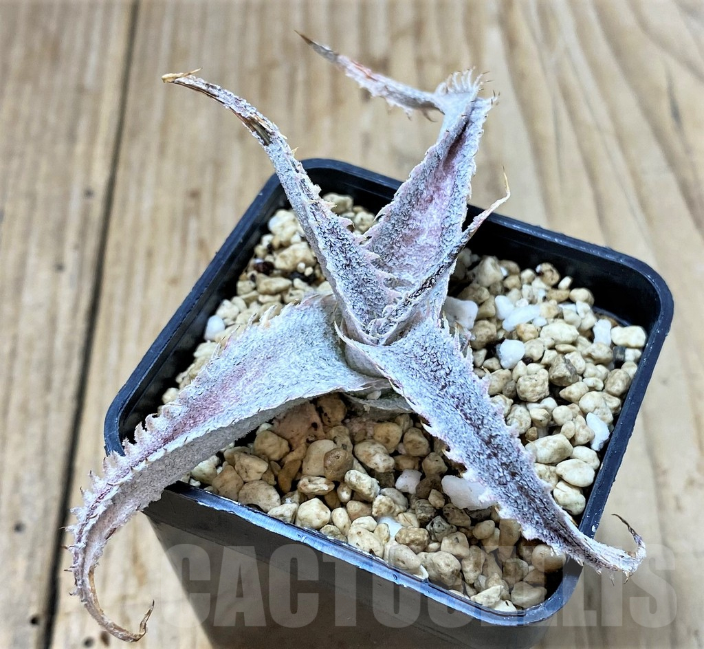 SHPR39888 Dyckia marnier-lapostollei - immagine 2