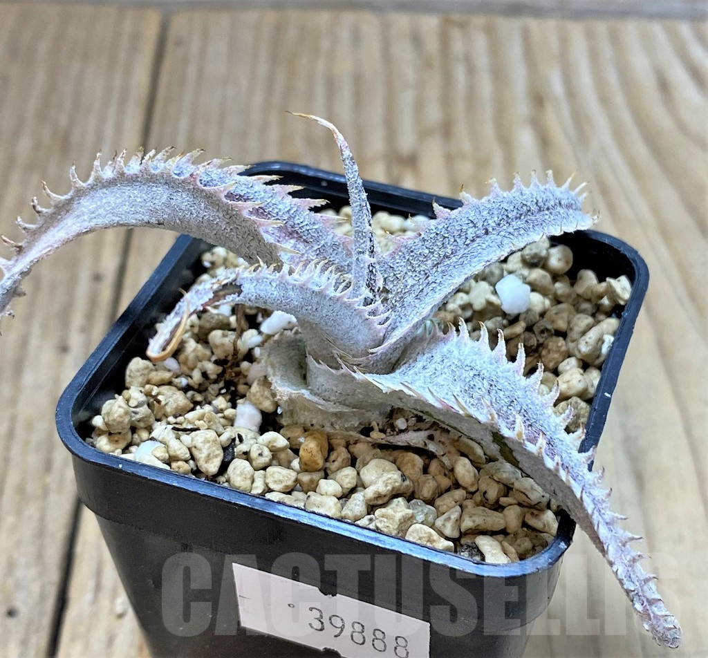 SHPR39888 Dyckia marnier-lapostollei