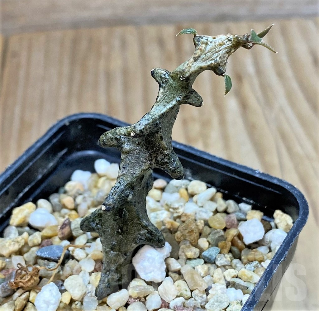 SHPR39892 Ceropegia armandii - immagine 2