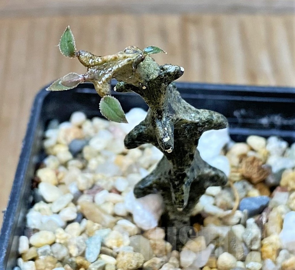 SHPR39892 Ceropegia armandii