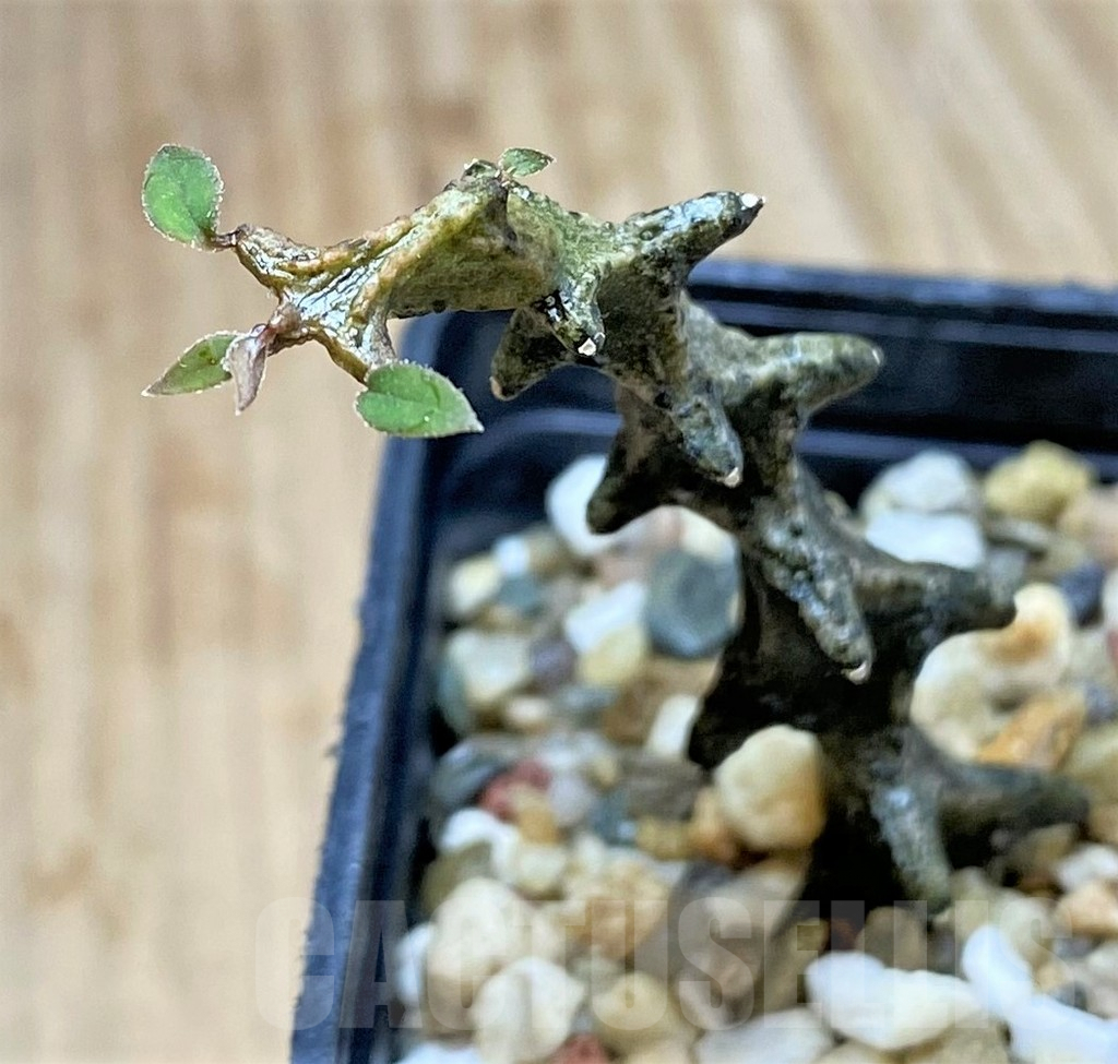 SHPR39893 Ceropegia armandii