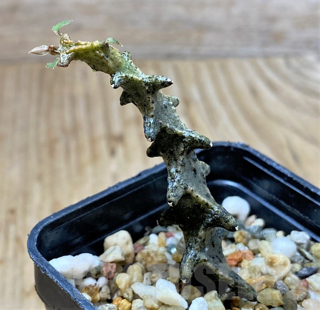 SHPR39893 Ceropegia armandii - immagine 2