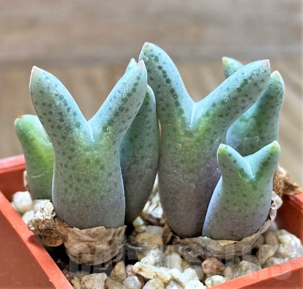 SHPR39857 Conophytum blandum - Obrázek 2