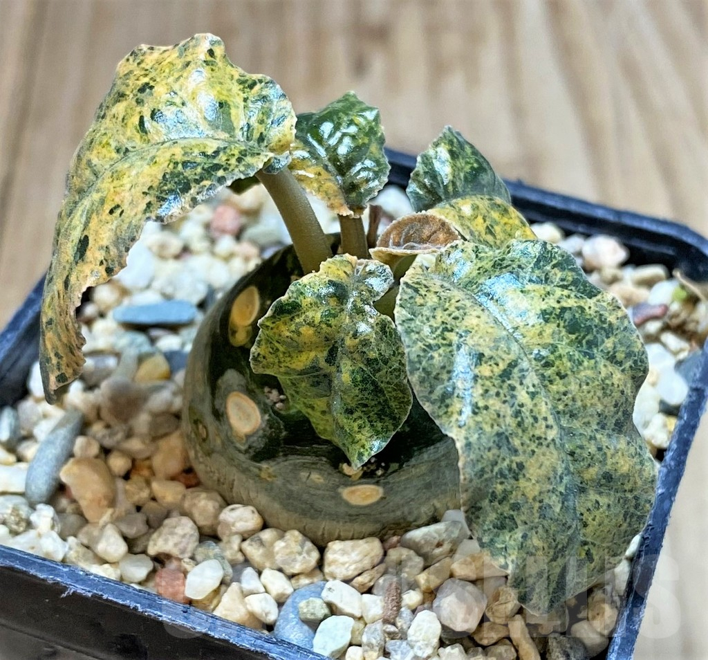 SHPR39895 Dorstenia foetida f. variegata