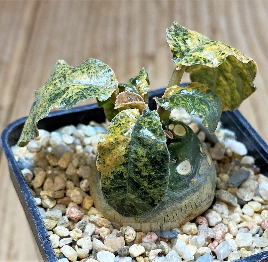 SHPR39895 Dorstenia foetida f. variegata - immagine 2