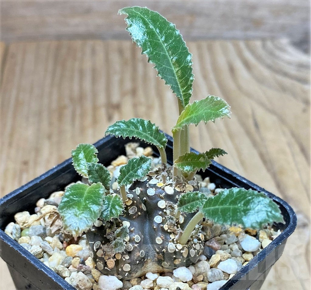 SHPR39896 Dorstenia foetida f. cristata
