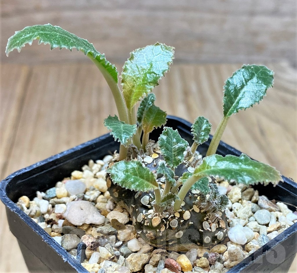 SHPR39896 Dorstenia foetida f. cristata - Obrázek 2