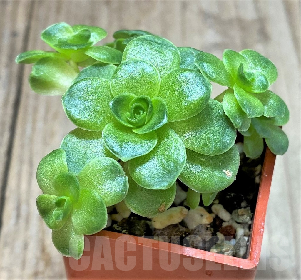 SHPR39897 Greenovia sp.